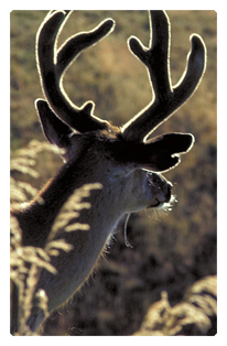 DF35T 310 Gone Hunting (Deer)